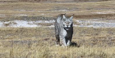 膘肥體壯,猞猁悠游三江源