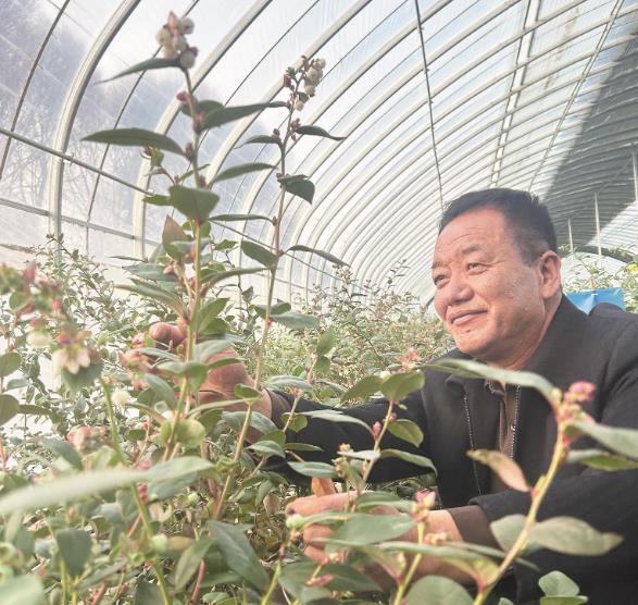 青海貴德西家嘴村的藍莓熟了