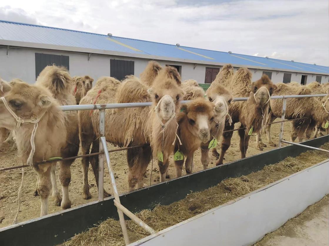 【圖說農牧】青海烏蘭:銅普鎮“駝”起致富夢