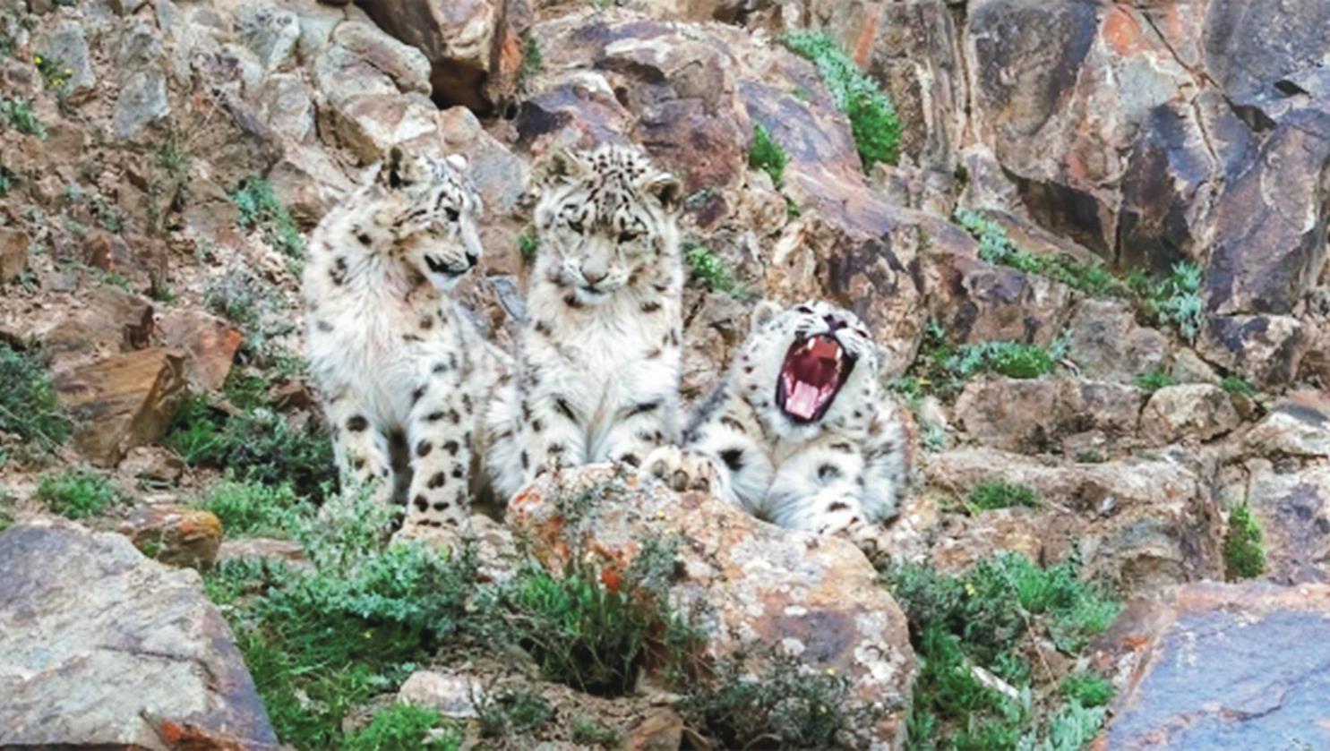 青海初步完成三江源區(qū)域雪豹種群調(diào)查