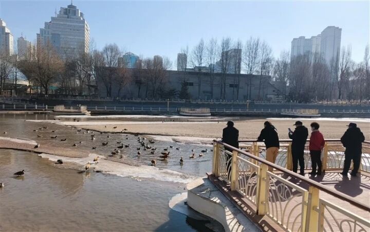 青海西寧:南川河上的野鴨越來越多了