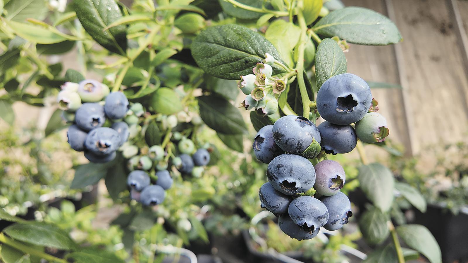 青海互助:“高原藍(lán)精靈”藍(lán)莓成熟啦