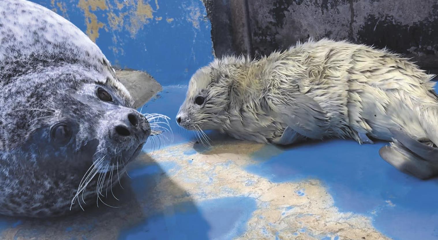 高原海豹出生記