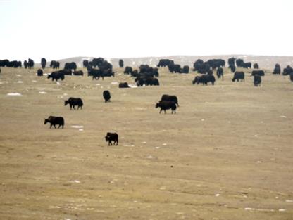 三江源國家公園現野牦牛大種群
