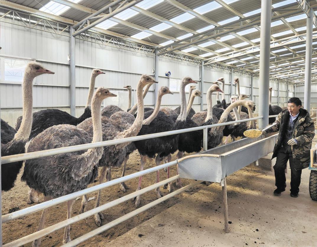 鴕鳥“落戶”青海湖北岸