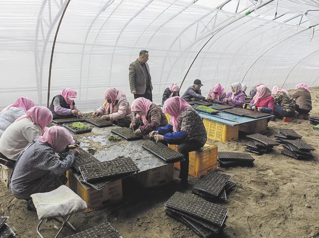 青海互助:小小種苗“育”出億元大產(chǎn)業(yè)