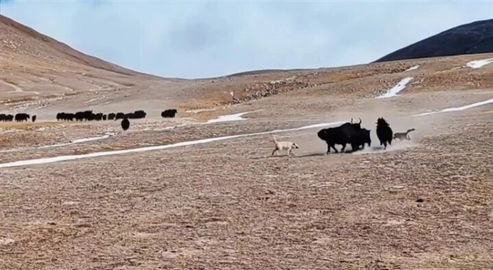 高原生態(tài)奇跡:青海高原狼與野牦牛的生存之戰(zhàn)