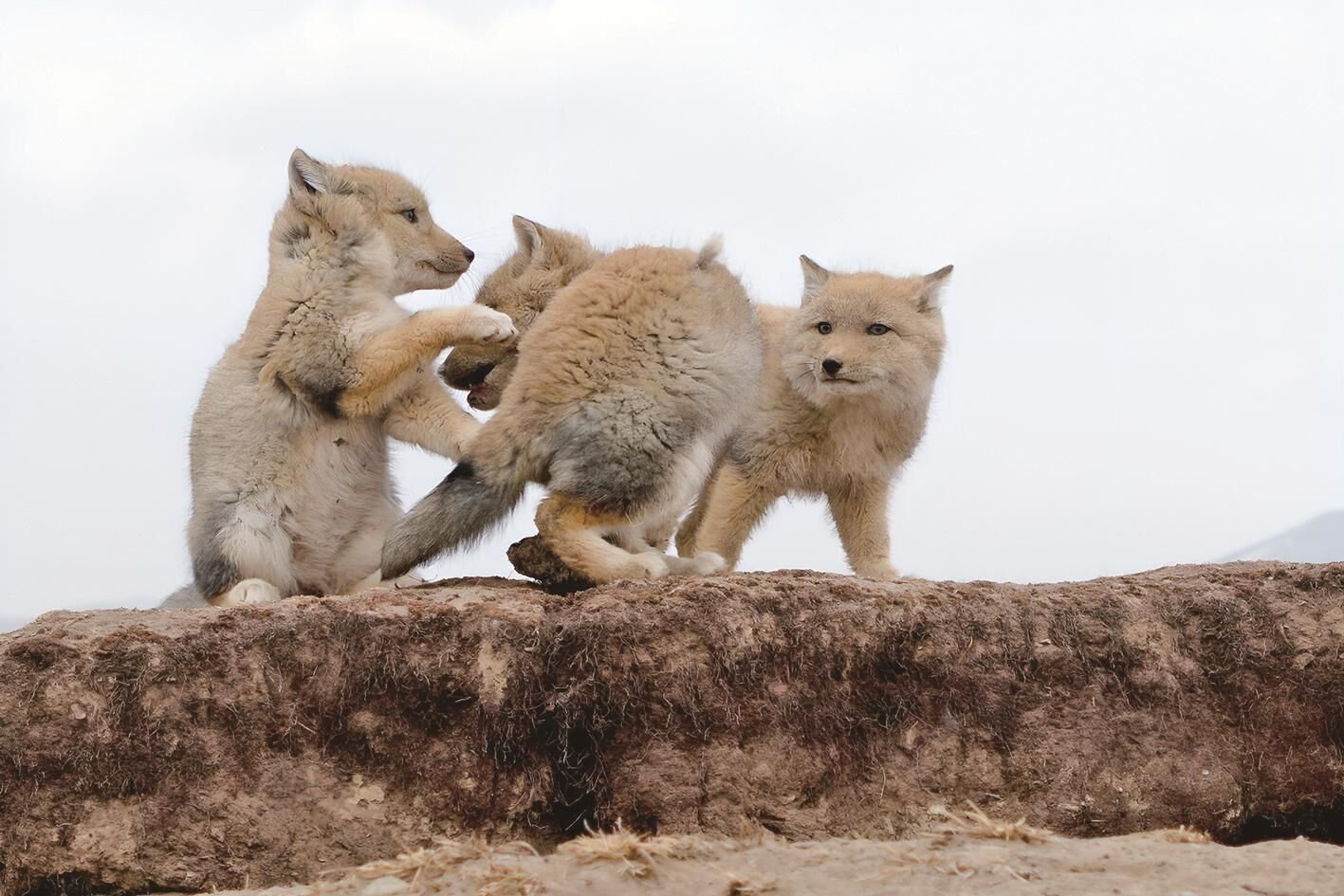 QQ圖片20250301063615