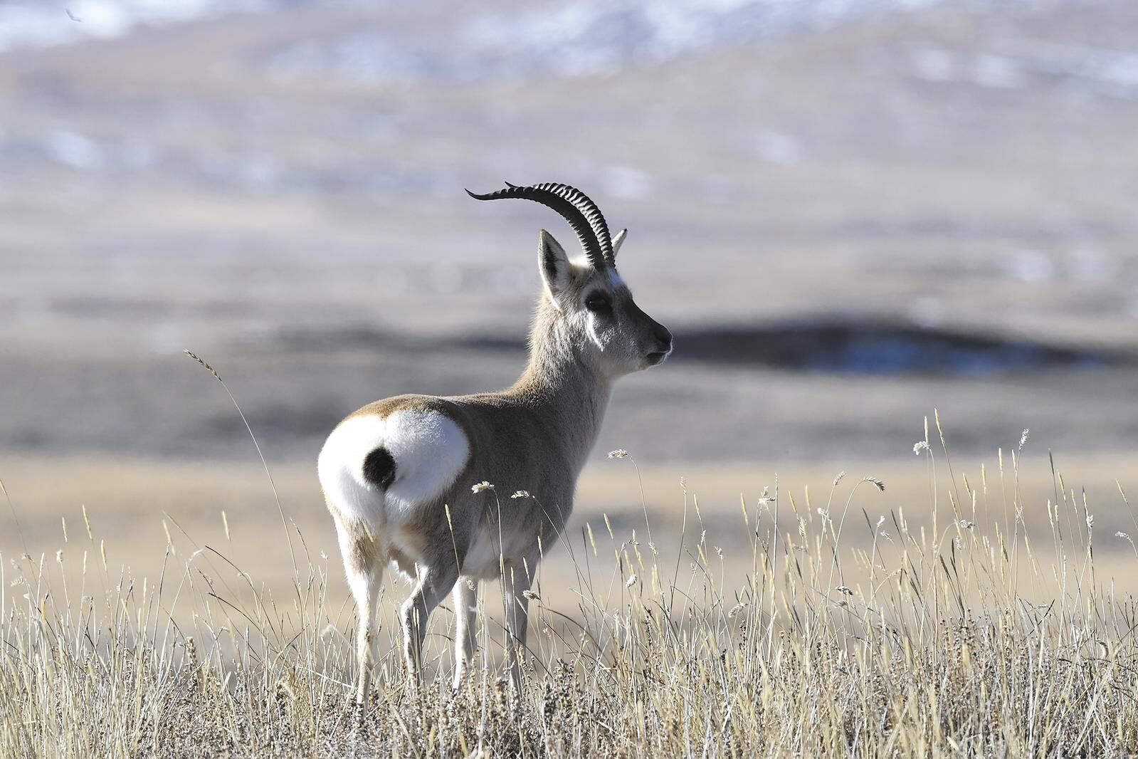 打造生態文明高地 保護好地球第三極