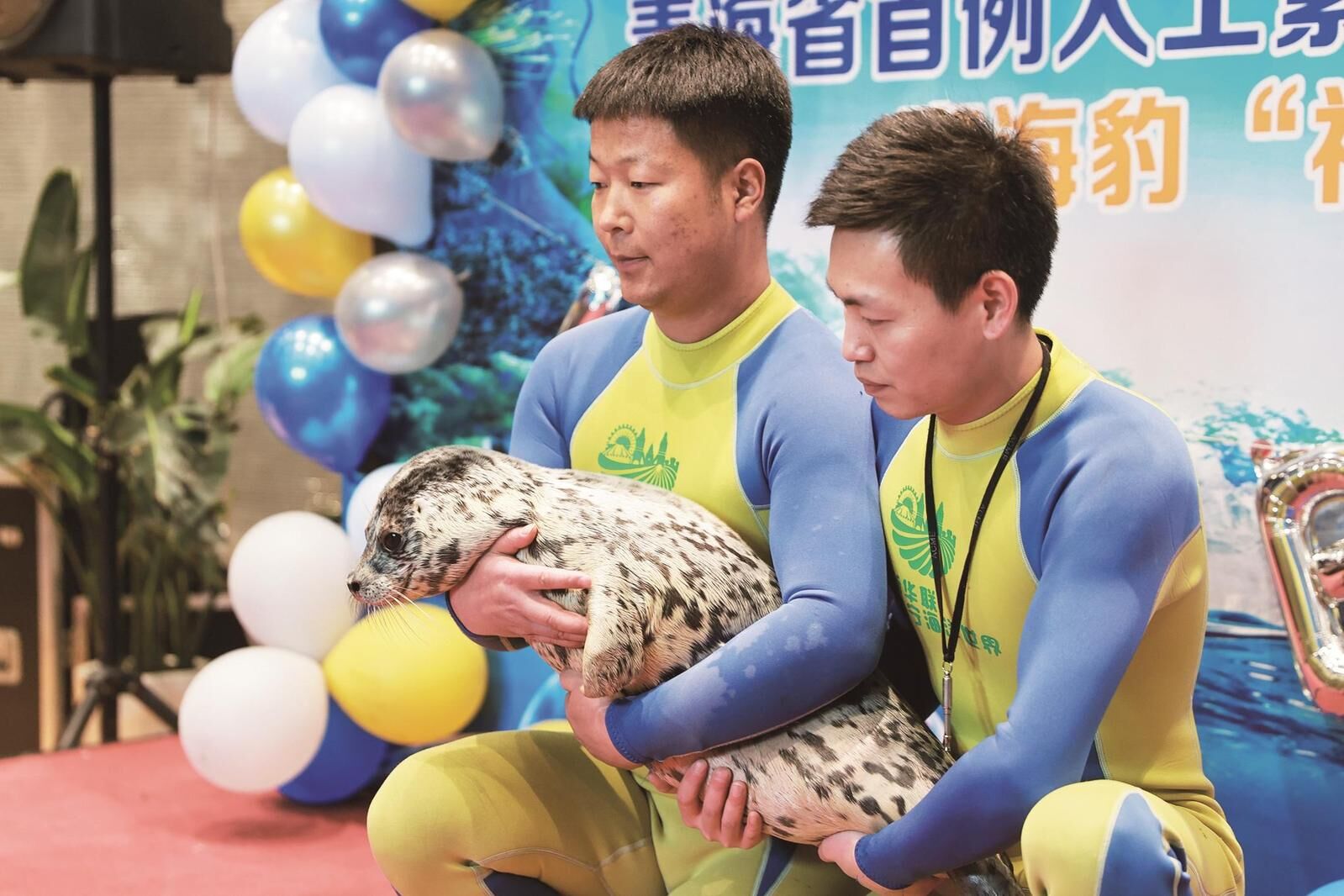 “湟中福豹”迎來滿月禮 1個月后就能和游客見面