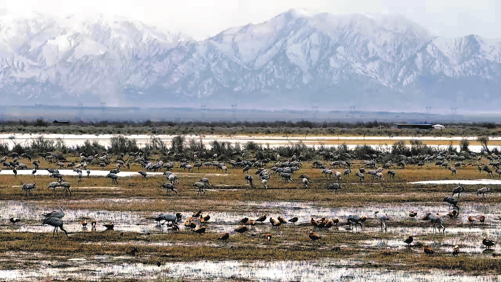 近萬只灰鶴在青海都蘭“做客”