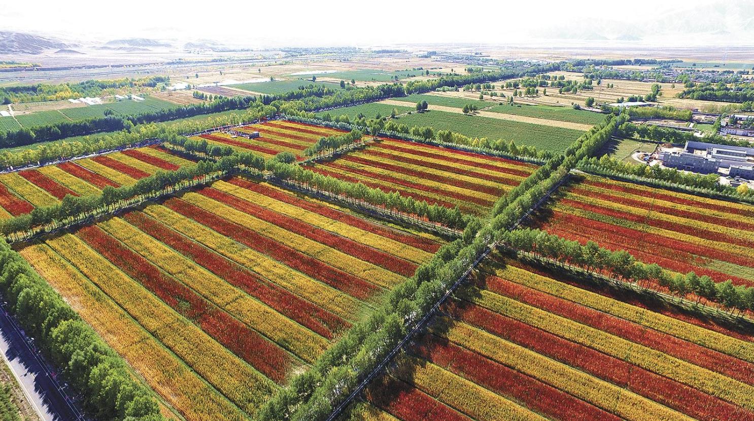 【黨旗領航】搭建平臺 拓寬路徑 助力區域人才隊伍協調發展——青海省“一心兩區”人才示范區建設綜述