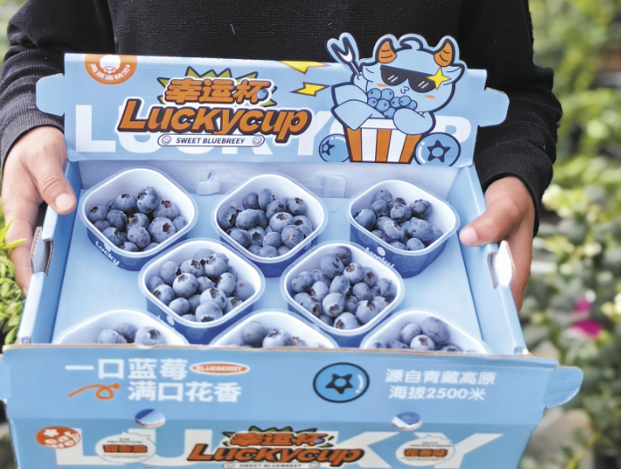 【一線故事】高原上的“藍精靈”