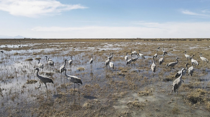 鶴影翩躚背后的守護約定