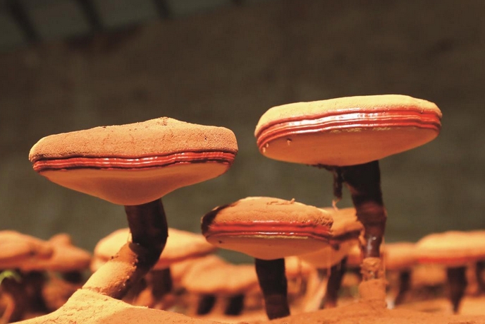 微信截圖_20250407063610