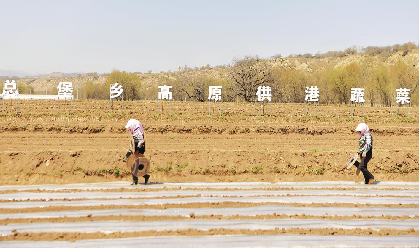 青海海東:民和供港蔬菜種植忙