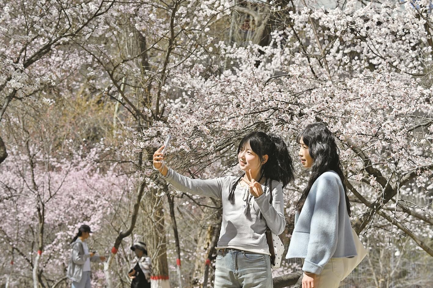 滿城花香 滿目春 西寧美麗宜居“公園城市”闊步而來