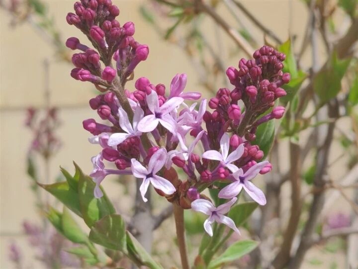 西寧多株丁香提前開花,原因何在?