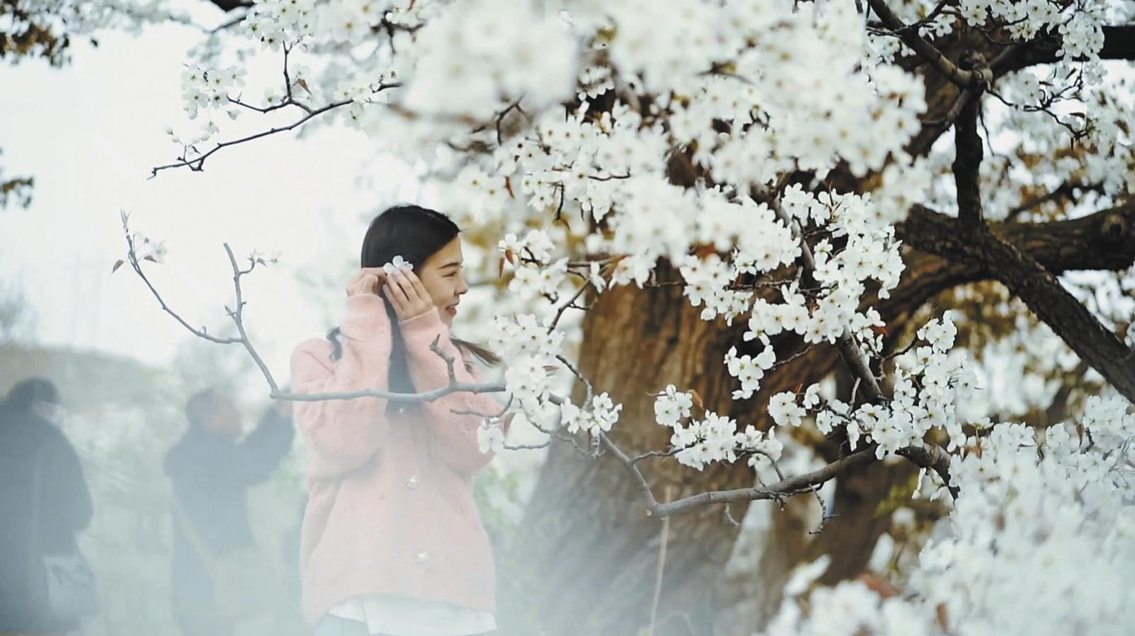 萬樹梨花激活鄉村文旅“三步曲”——樂都區下寨村梨文化活動現場見聞