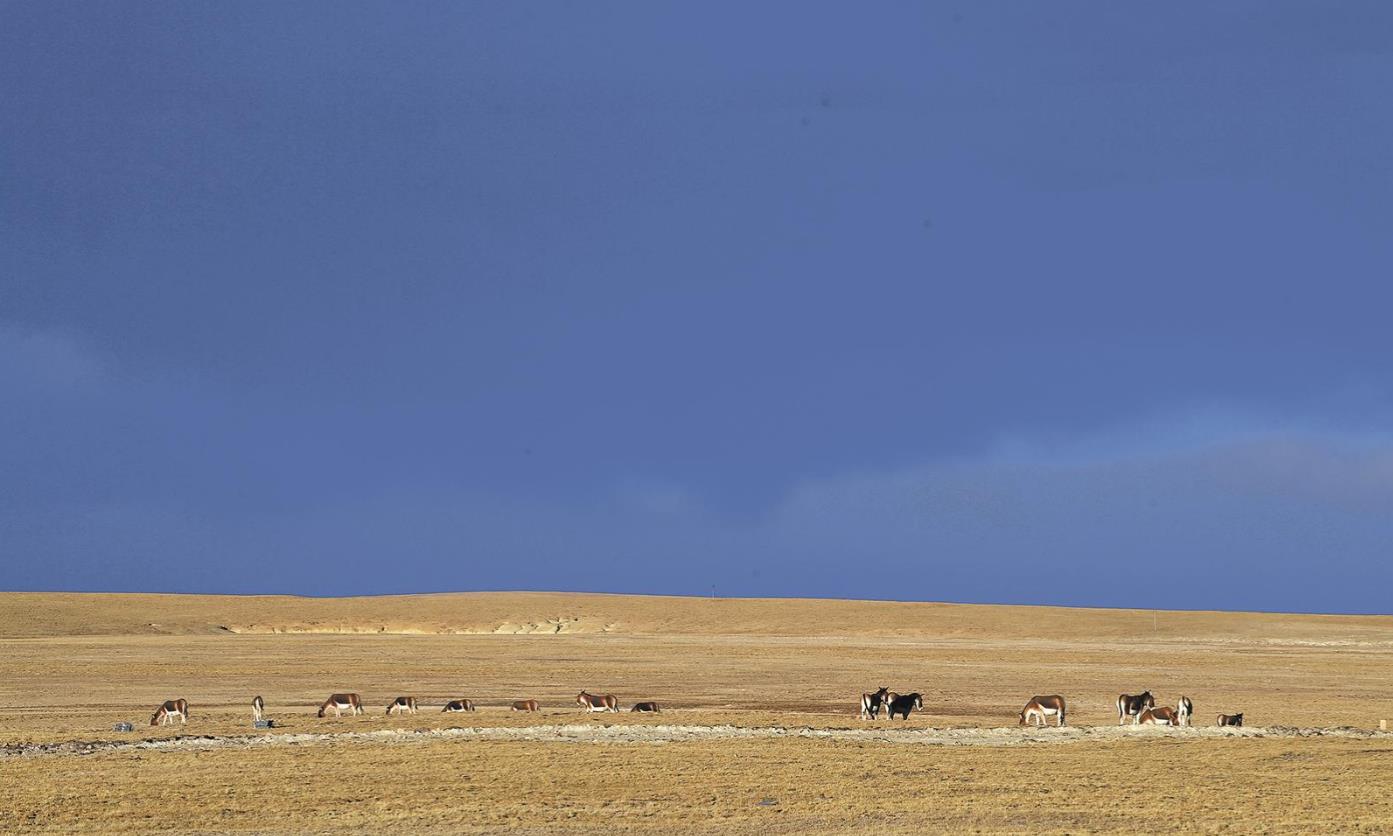 青藏公路旁藏野驢春日覓食顯生機