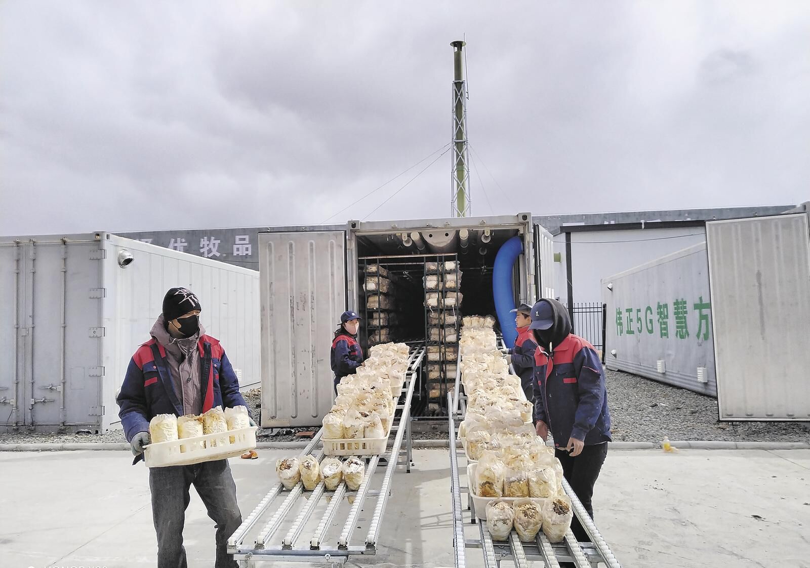 【鄉村振興在青海】羊瑪日村“金菇”破土出