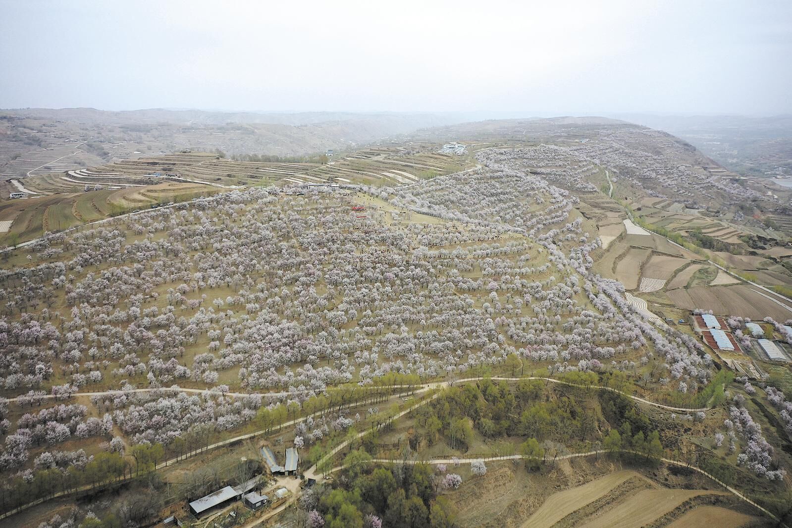 八百畝杏林好“春”景——海東市民和縣馬營鎮菜園嶺“花經濟”見聞