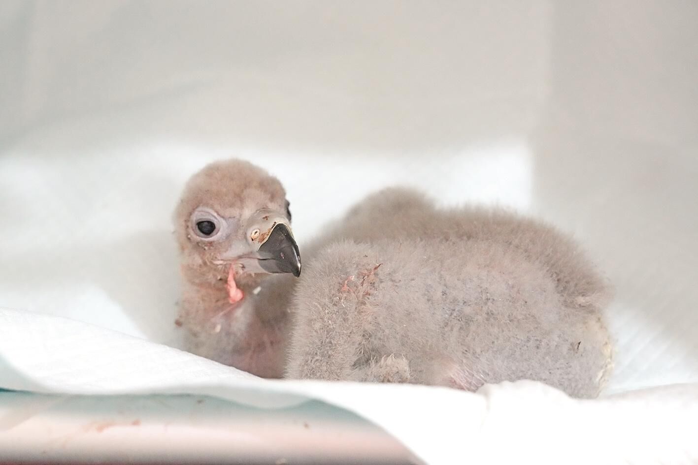 ຣ˹dȡشͻ a(ni)հ