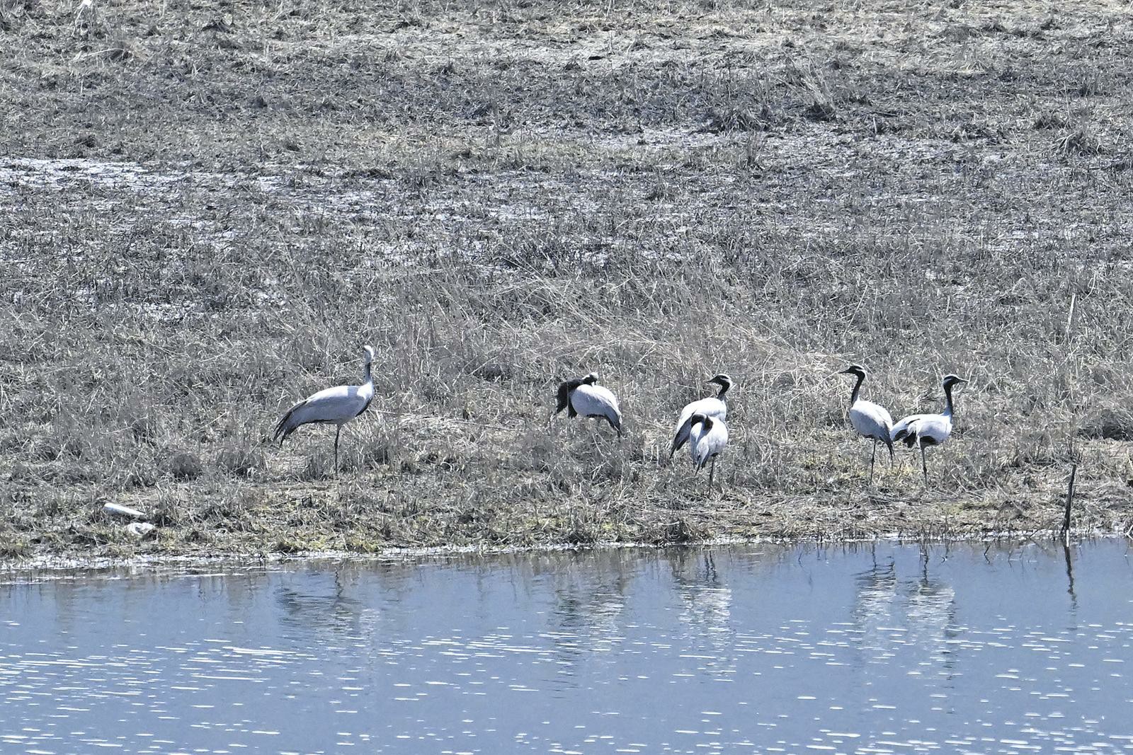 青海互助南門峽國家濕地公園首次發現蓑羽鶴