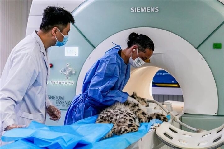 凌小蟄完成MRI檢查 頸前部脊髓仍存壓迫和炎癥