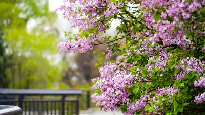 丁香綴滿枝 庭院春醒時(shí)——西寧五一賞丁香攻略·庭院篇