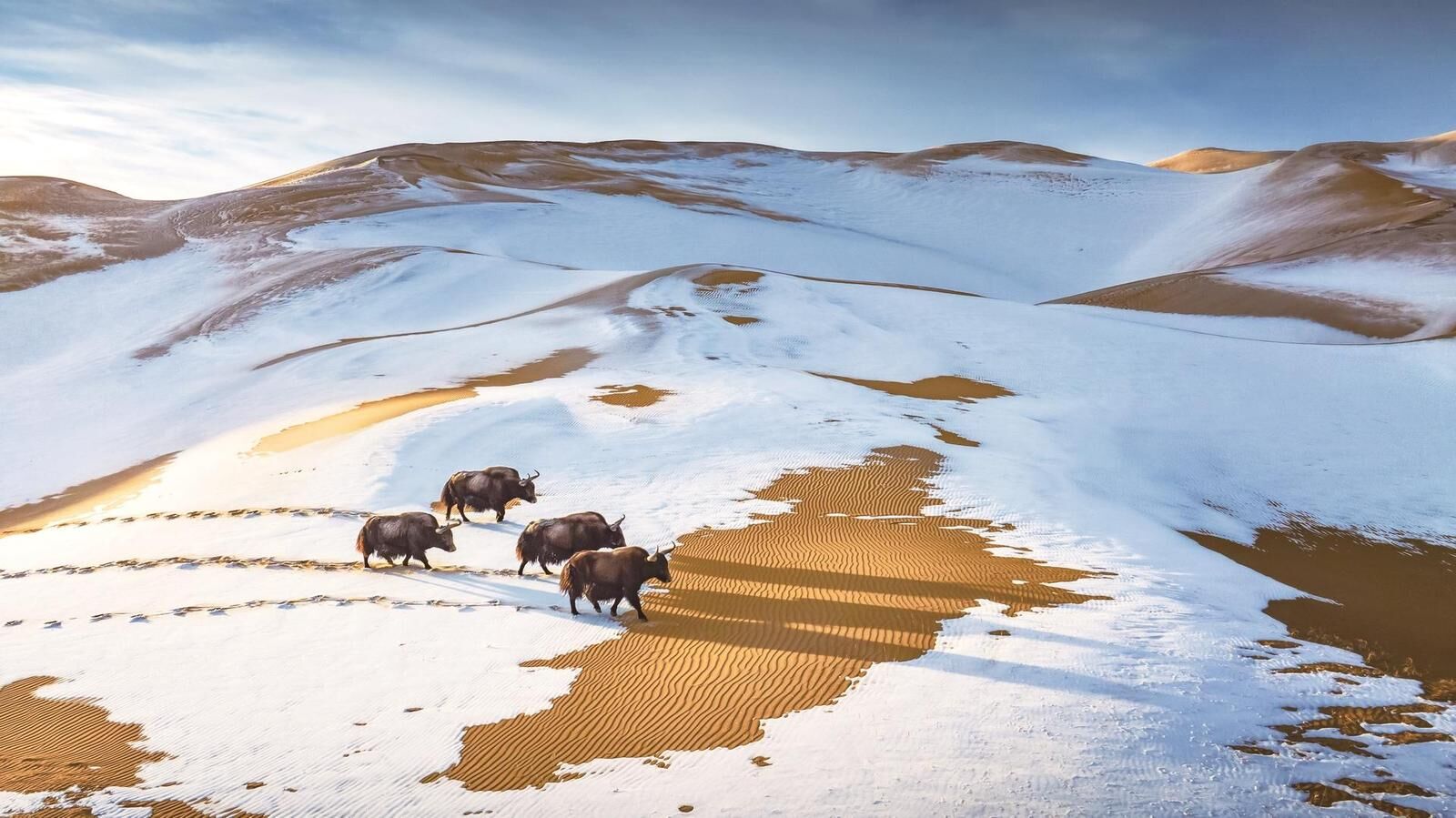 青海省4名攝影師闖進國際頂級攝影大賽半決賽