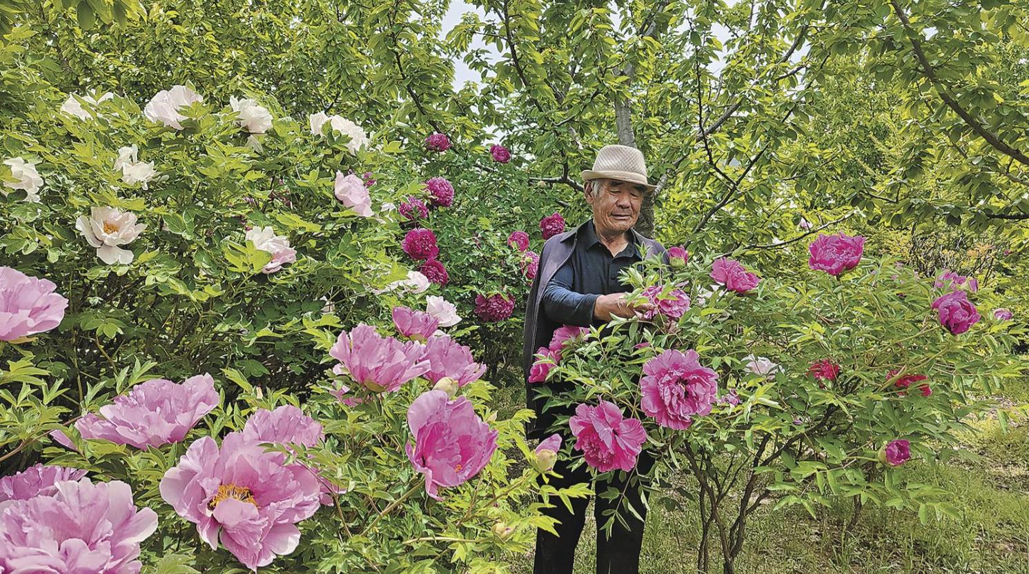 【鄉村振興在青海】民和:新晉“牡丹”打卡地助農增收