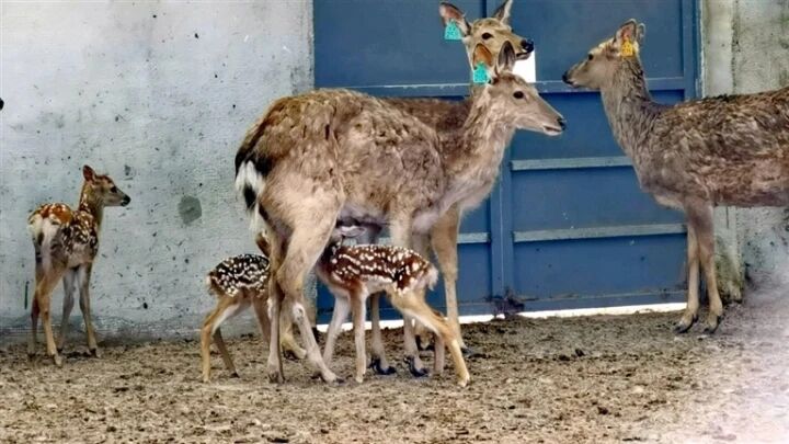 青海湟中:群加梅花鹿養(yǎng)殖基地喜添“龍鳳胎”鹿仔