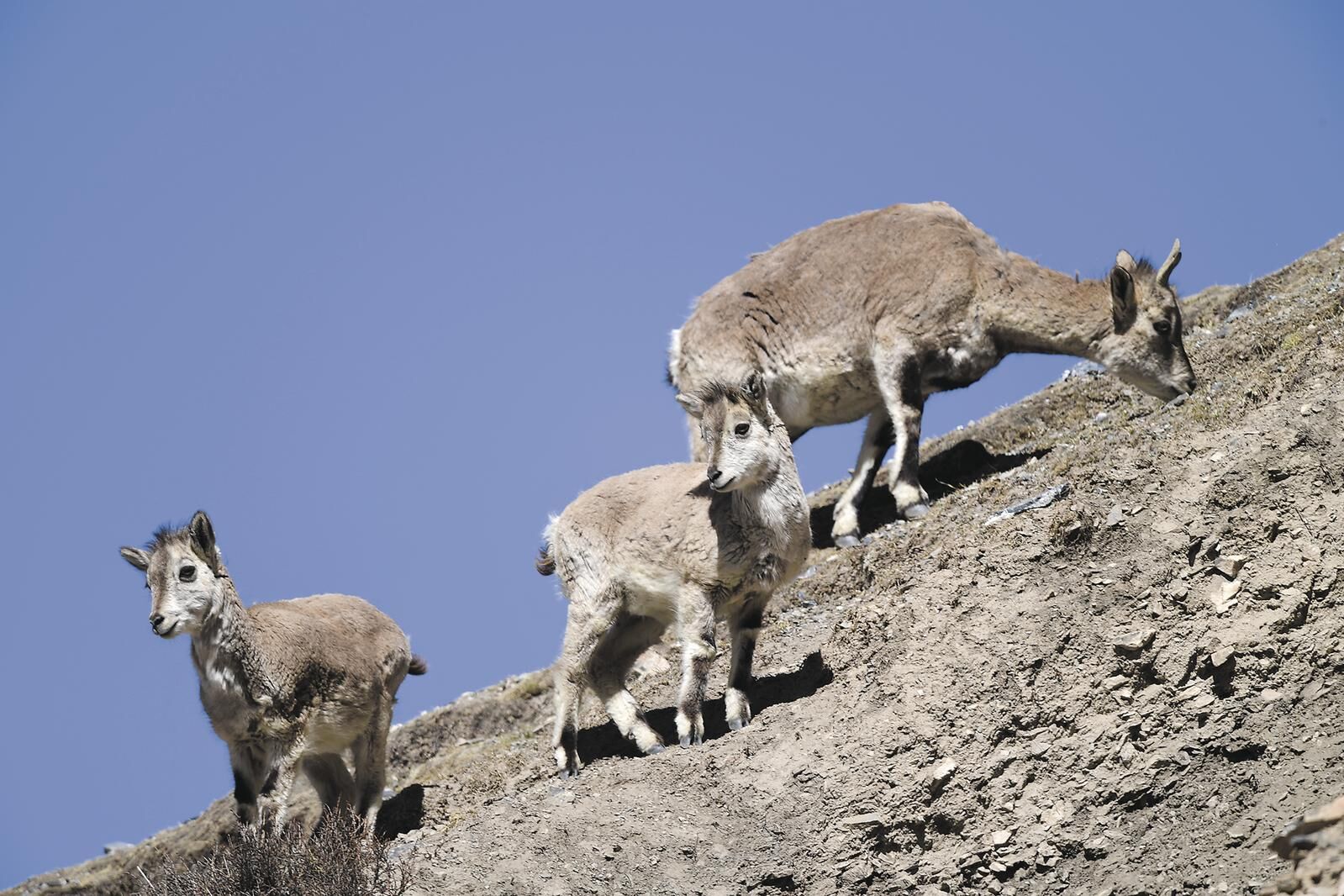 家住央隆:晨昏雁鶴兩相聞——走進祁連山國家公園⑤