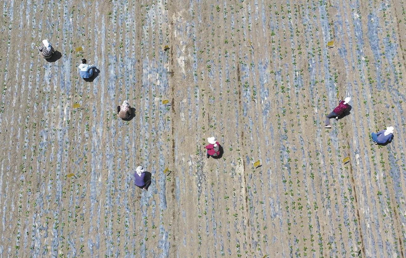 青海互助:油菜田里種出“金飯碗”