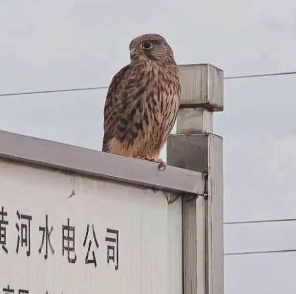 狐貍常“做客” 巖羊來“游玩” 青海生態電站變身“高原野生動物樂園”