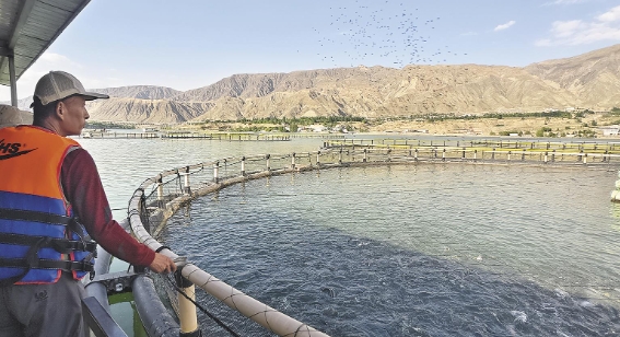 【鄉村振興在青海】黃河之畔魚兒躍