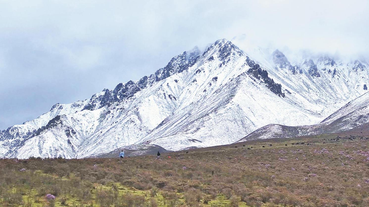 這山,這花,絕美!