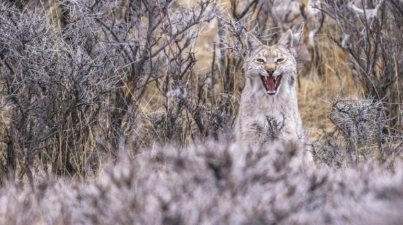 鏡頭里的生態(tài)答卷——對(duì)話祁連山國(guó)家公園候選區(qū)首席簽約攝影師鮑永清