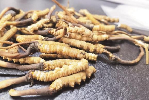 從雪山到全球 青海冬蟲(chóng)夏草的產(chǎn)業(yè)升級(jí)與生態(tài)共贏之路