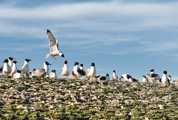 【堅定信心 實干爭先 深入學習貫徹習近平總書記考察青海重要講話精神】一湖碧水里的生態答卷