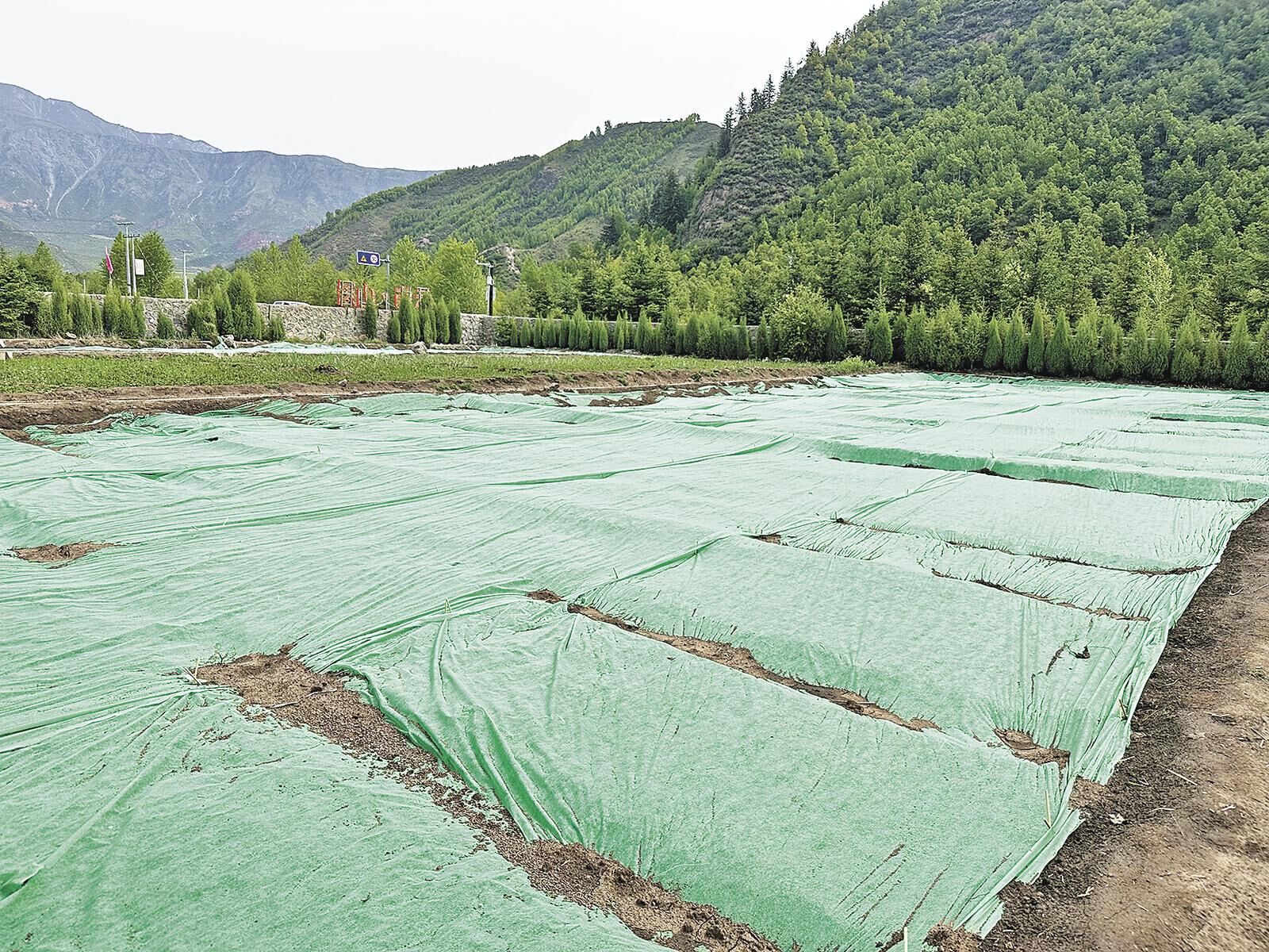 【2025江河源環(huán)保世紀(jì)行】青海西寧:綠色林海中的“省會擔(dān)當(dāng)”