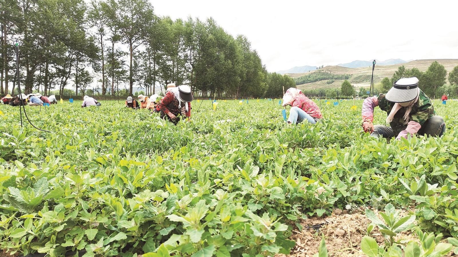 【堅(jiān)定信心 實(shí)干爭先 深入學(xué)習(xí)貫徹習(xí)近平總書記考察青海重要講話精神】綠色農(nóng)產(chǎn)品出口“朋友圈”再擴(kuò)大 青海高原冷涼蔬菜“飛”入北上廣