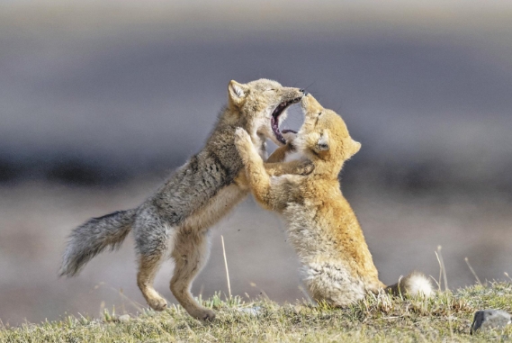 【源生萬像】尋跡“動物世界”