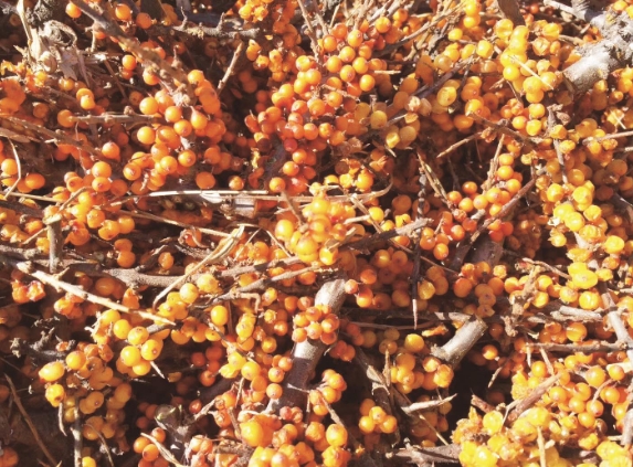 ΢Ž؈D_20250616070903