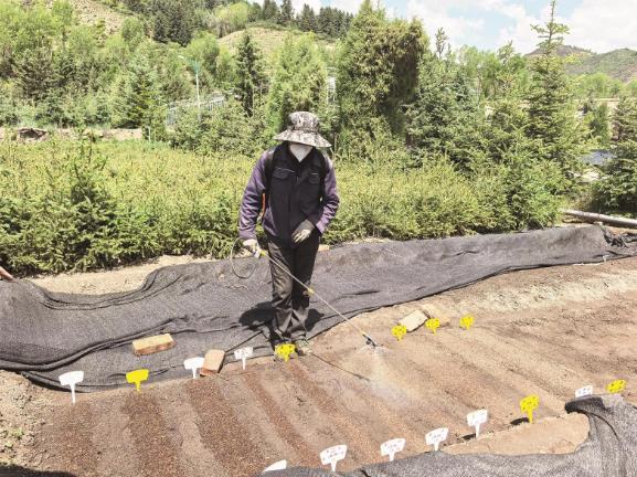 青海云杉祁連圓柏太空種子在大通開始培育