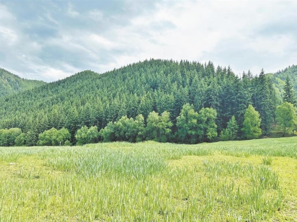 海北:守護青山翠影 收獲“綠色”未來