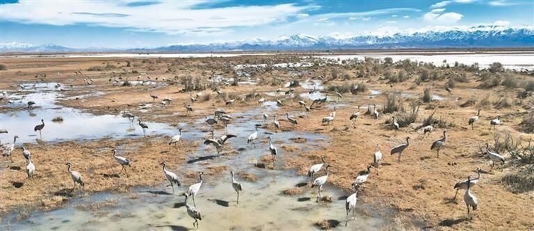 【開放合作·綠色發展——2025青洽會特刊·青報觀察】三江源頭的守護與回響