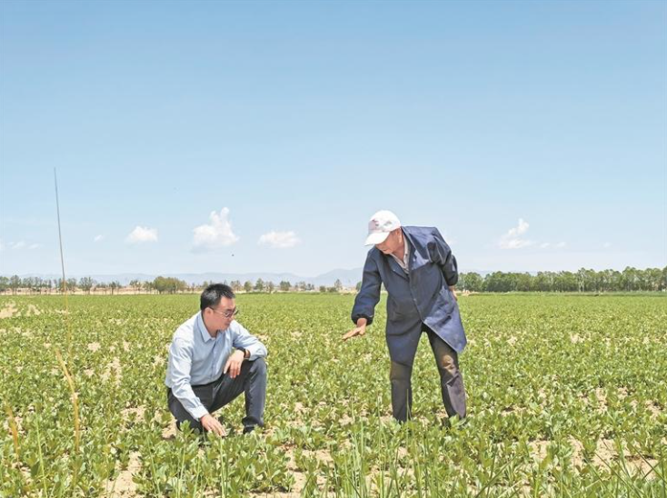 一粒蠶豆的逆襲之旅——打造“高地”建設“四地”蹲點調研之二
