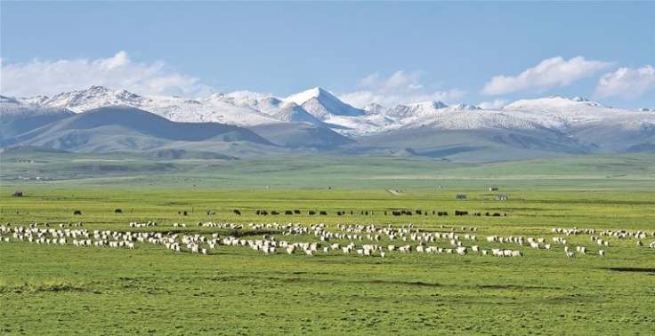 “青字號”品牌展露鋒芒